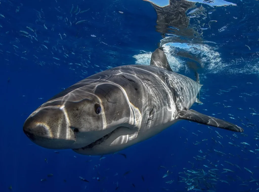 A Haven for Great White Sharks