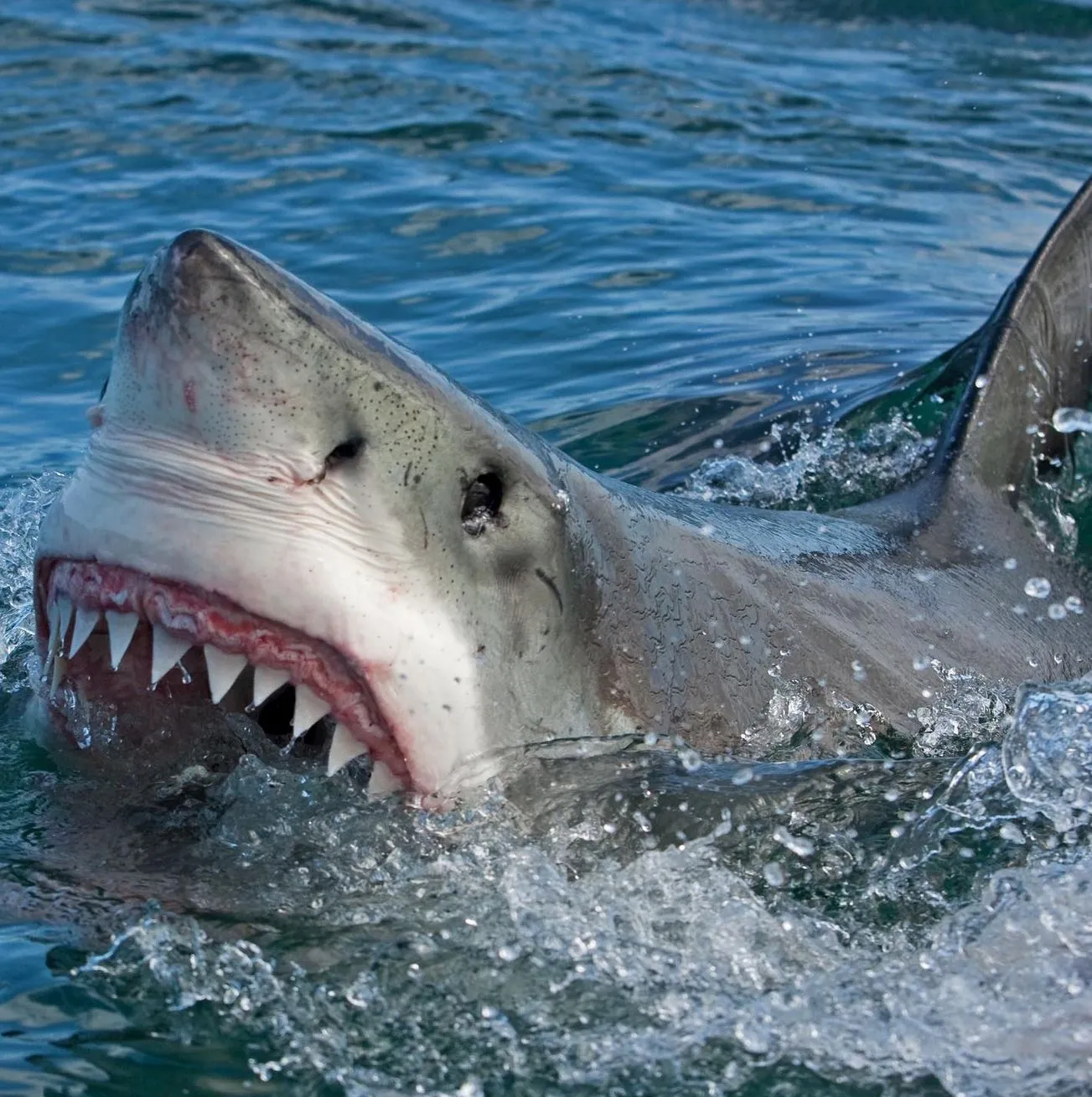 Are There Great White Sharks at Phillip Island