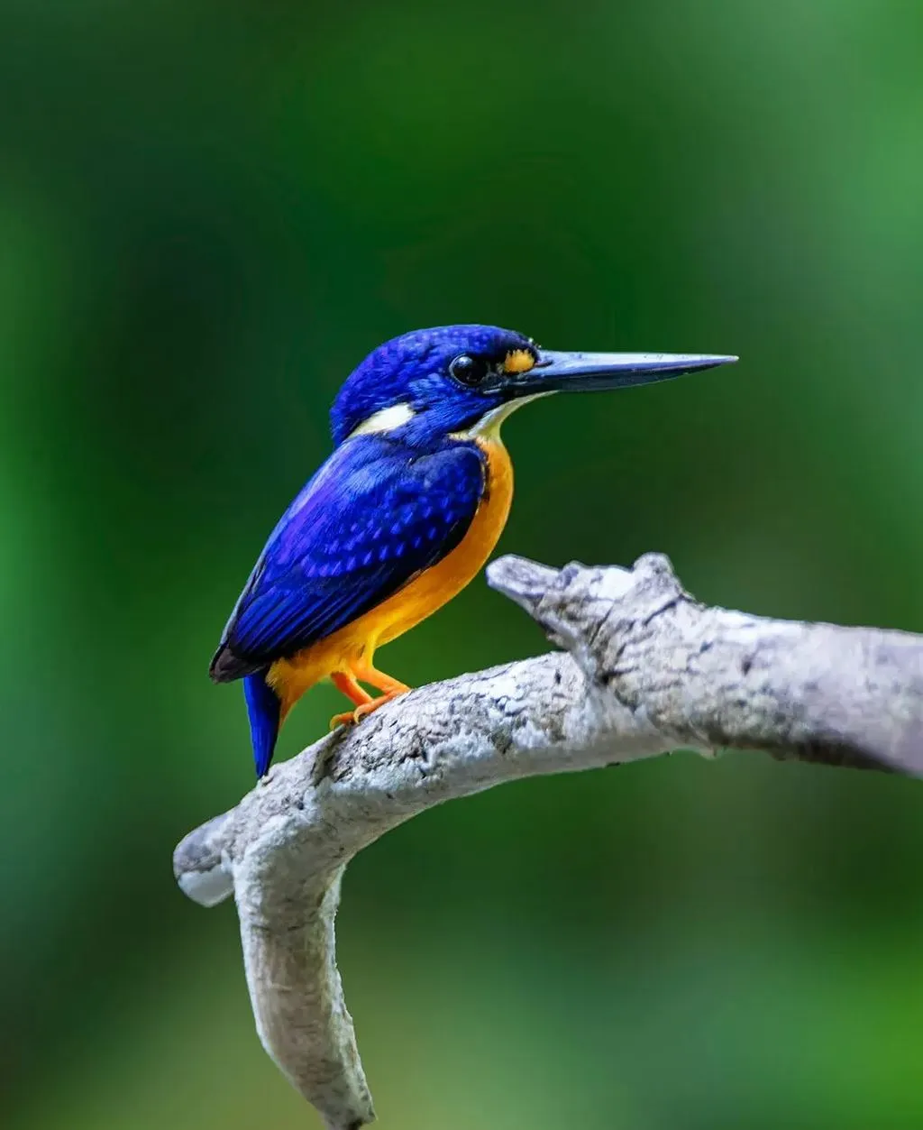 Azure kingfishers