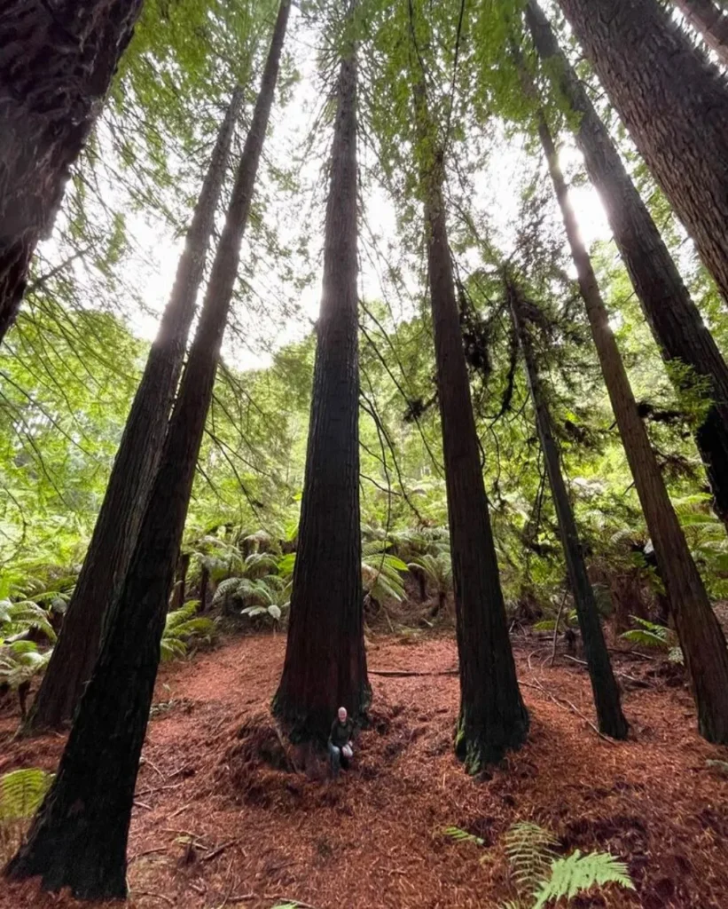 Beech Forest