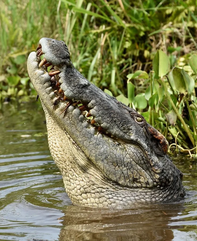 Freshwater Crocodiles