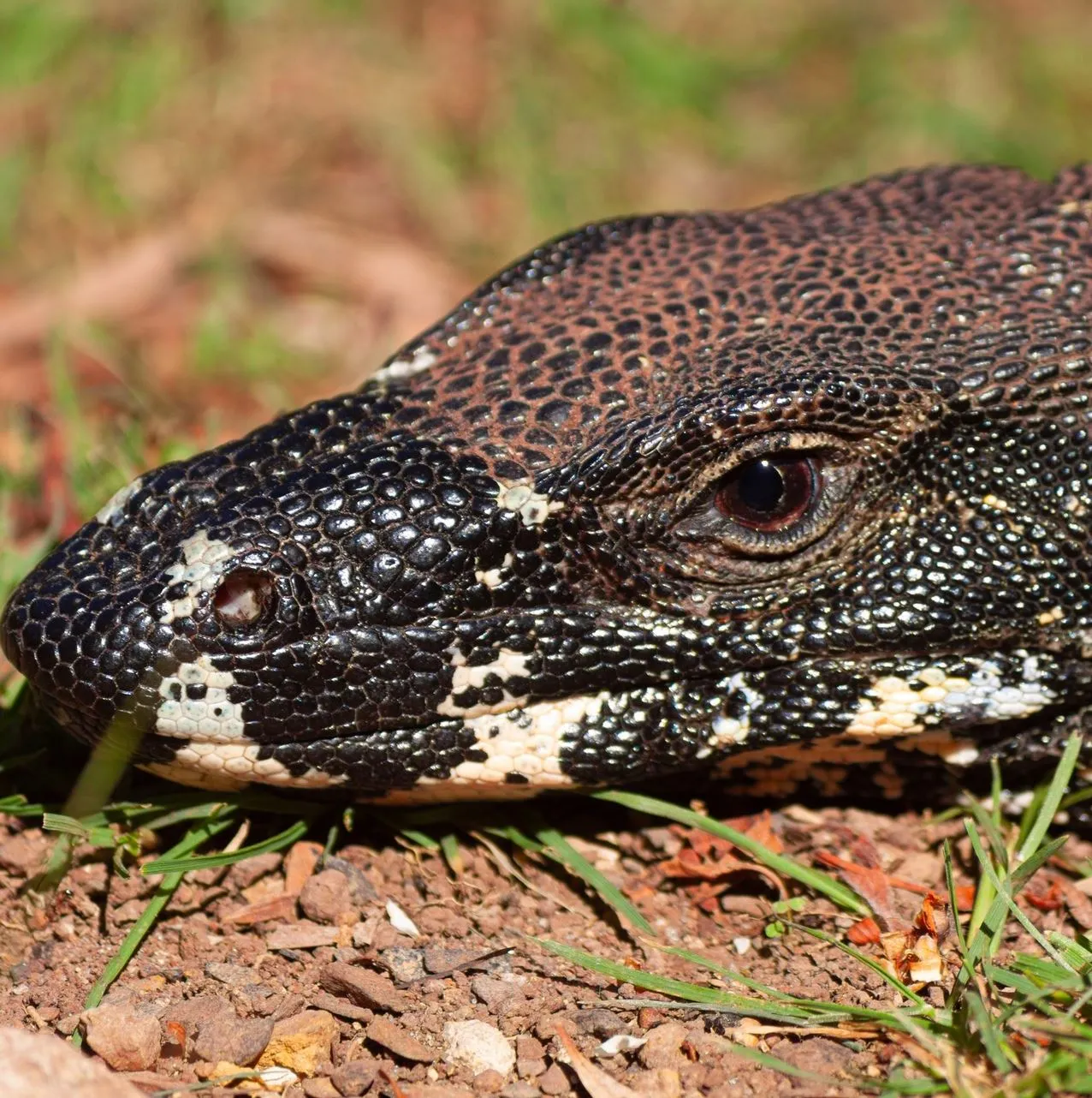 Goannas, Other Wildlife Hanging Out Along the Riverbanks