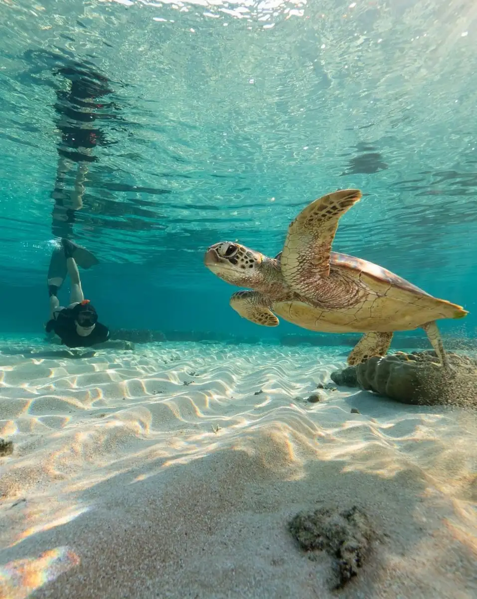 Voyages Dax Tourisme | Eye on the Reef: 5 Apps Every 2026 Traveller Should Use While Snorkelling Great Barrier Reef Marine Park