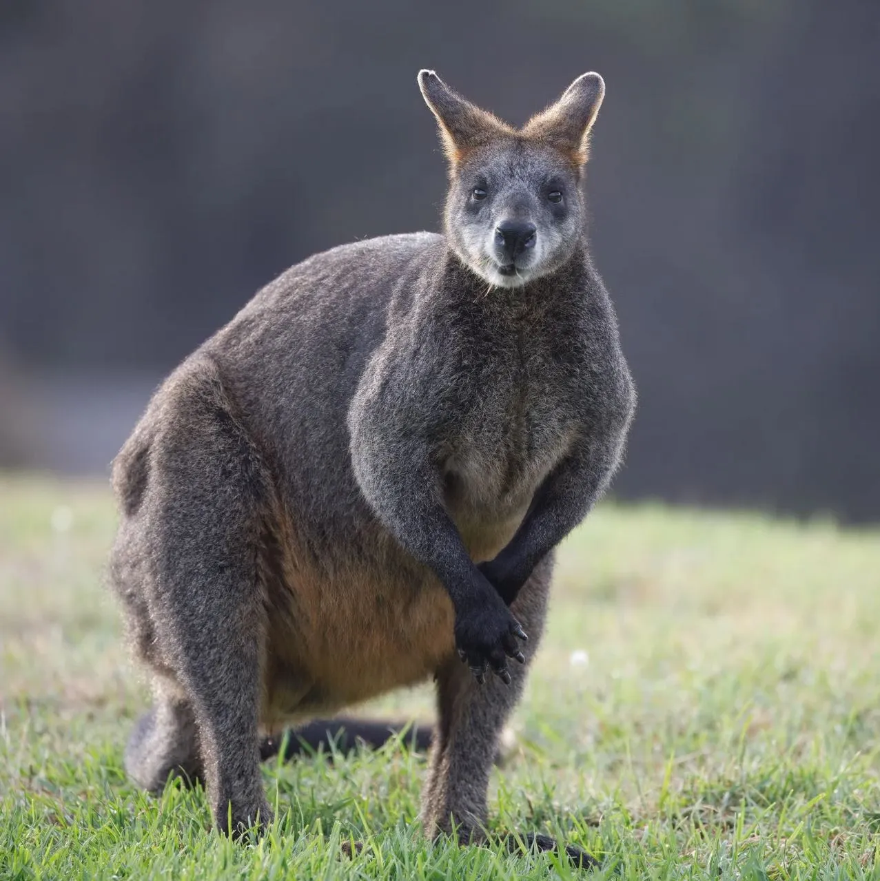 Jabirus, Wildlife Sightings on Adelaide River (Approx. Annual Observations)