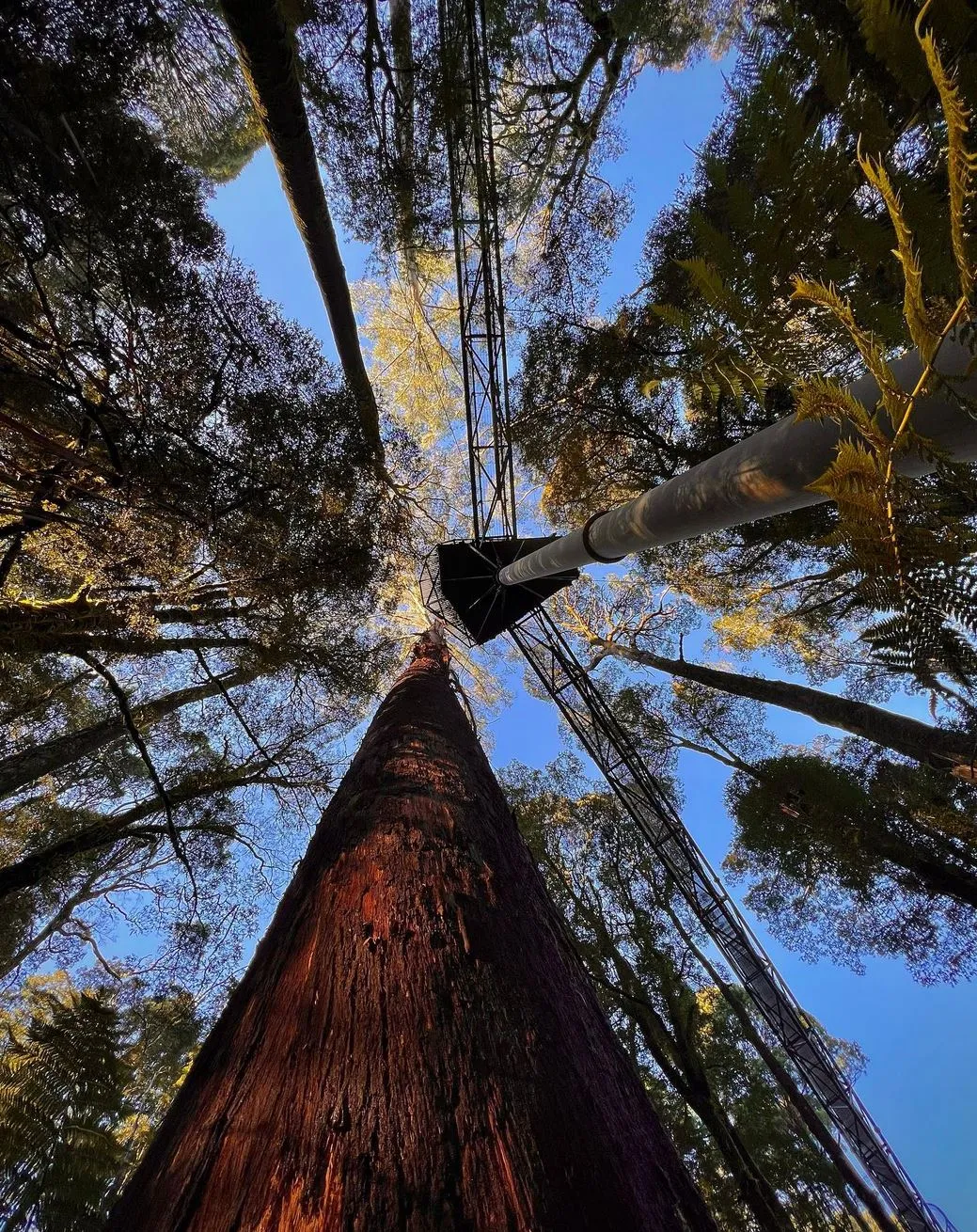 Otway Fly Treetop Adventures