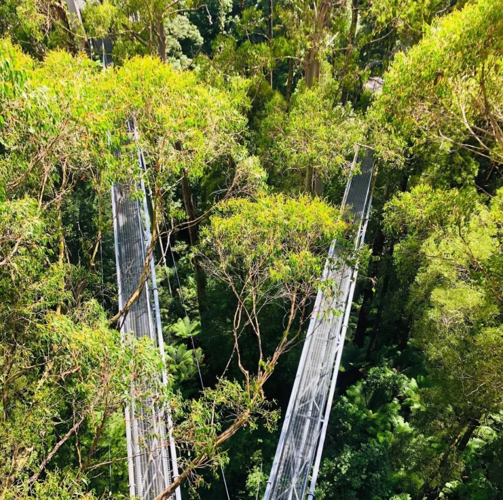 Otway Zip Line