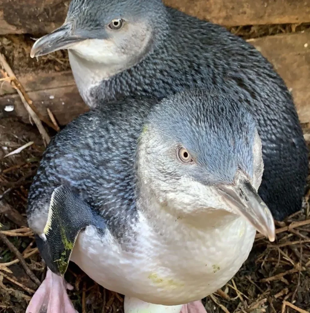 Penguin Parade