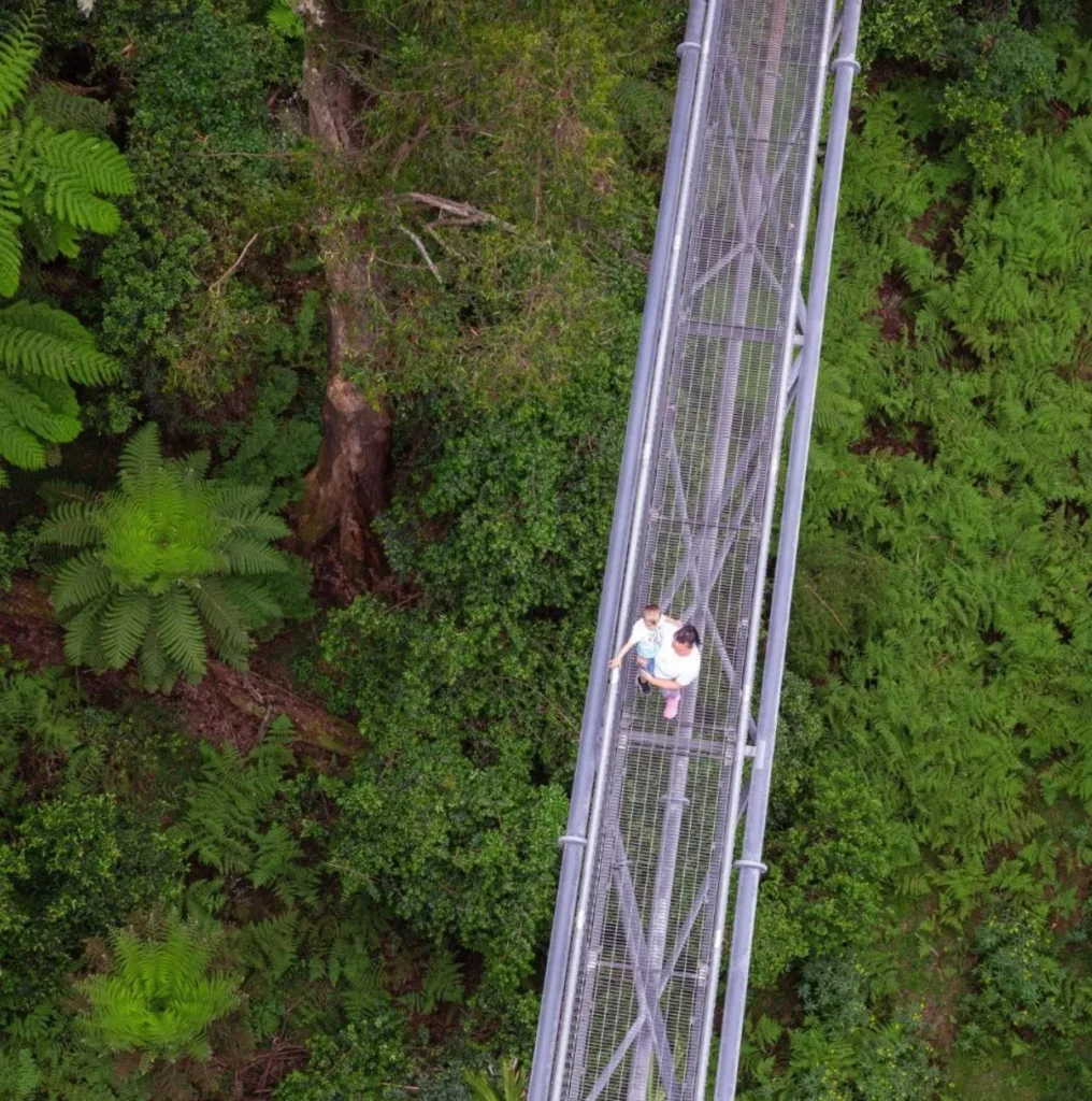 Treetop Walk