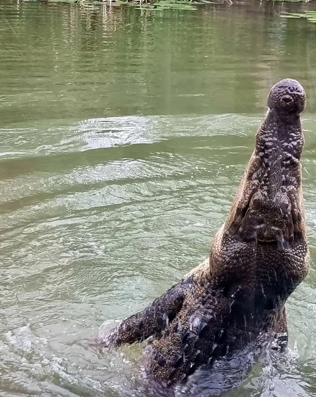 Will I See Other Wildlife on the Jumping Crocodile Cruise Besides Crocs