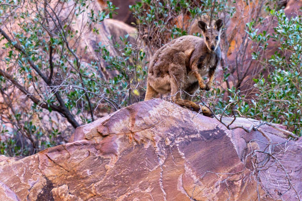 Voyages Dax Tourisme|Discovering Uluru’s Wildlife: A Journey Through the Heart of Australia’s Desert Ecosystem