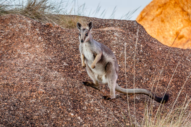 Embark on an Unforgettable Adventure: Explore Uluru with a Tour from Alice Springs