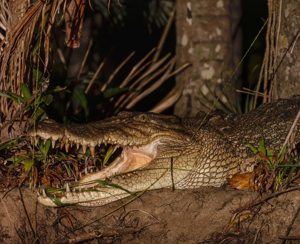 saltwater crocodiles